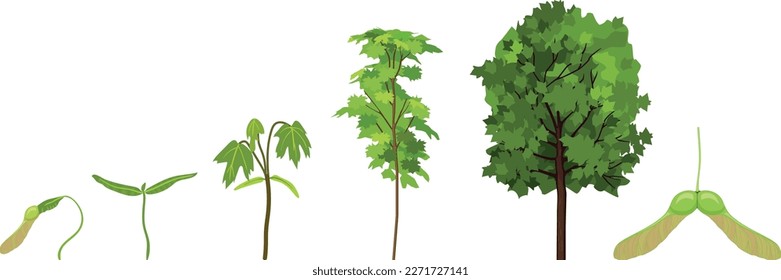 Life cycle of maple tree (Acer platanoides). Growth stages from samara fruit and sprout to old tree with green crown isolated on white background