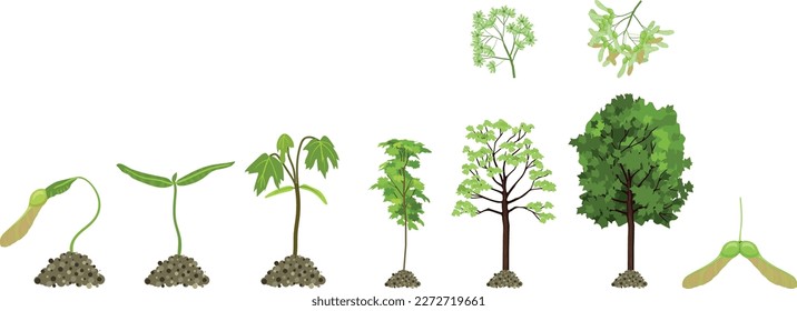 Life cycle of maple tree (Acer platanoides). Growth stages from samara fruit and sprout to old tree with green crown isolated on white background