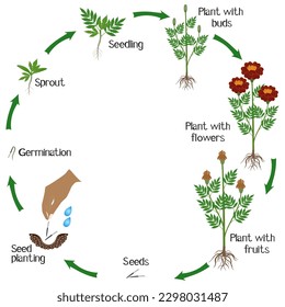 Life cycle of marigold plant on a white background.