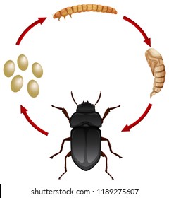 Life cycle of a mealwoem illustration