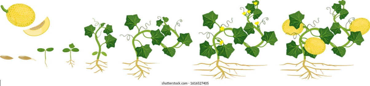 Life cycle of melon plant. Growth stages from seeding to flowering and fruit-bearing plant