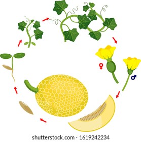 Life cycle of melon plant. Growth stages from seeding to flowering and fruit-bearing plant