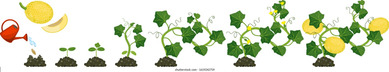 Life cycle of melon plant. Growth stages from seeding to flowering and fruit-bearing plant