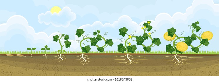 Life cycle of melon plant. Growth stages from seeding to flowering and fruit-bearing plant. General view of plant with root system in garden