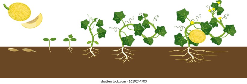 Life cycle of melon plant. Growth stages from seeding to flowering and fruit-bearing plant. General view of plant with root system