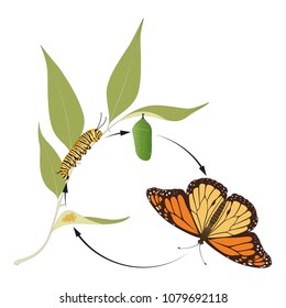 Life Cycle of Monarch Butterfly