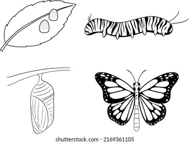 Ciclo de vida de la ilustración del doodle de la mariposa monarca