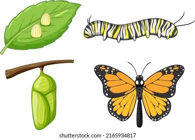 Ciclo de vida de la ilustración de la mariposa monarca