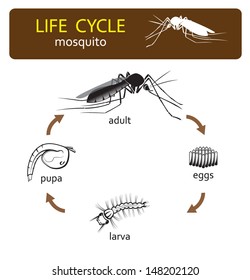 life cycle of mosquito