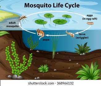 Life cycle of mosquito in the pond illustration