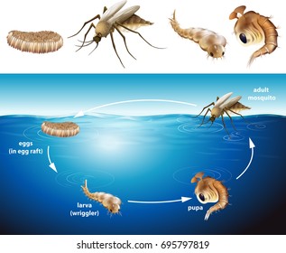 Life cycle of mosquito in the pond illustration