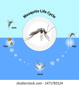 The life cycle of mosquitoes vector Infographic of insect Lay Eggs in water