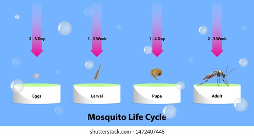 The life cycle of mosquitoes vector Infographic of insect Lay Eggs in water