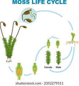 The Life Cycle of Moss illustration