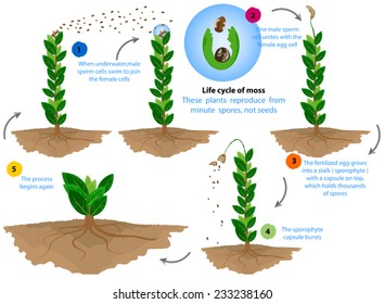 Life cycle of moss,these plants reproduce from minute spores,not seeds nature background