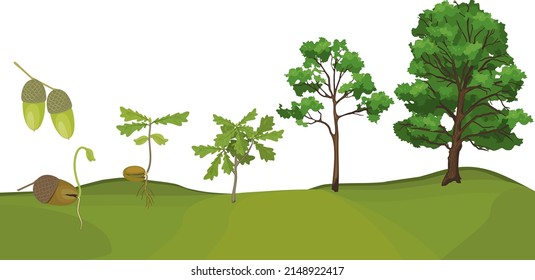 Life cycle of oak tree. Growth stages from acorn and sprout to old tree isolated on white background