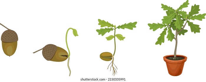 Life cycle of oak tree. Growth stages from acorn and sprout to young oak tree seedling with green leaves in flower pot isolated on white background