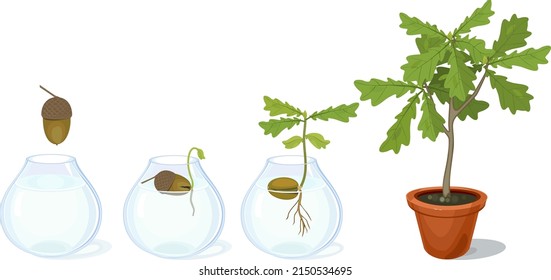 Life Cycle Of Oak Tree. Growth Stages From Acorn And Sprout To Young Oak Tree Seedling With Green Leaves In Flower Pot Isolated On White Background