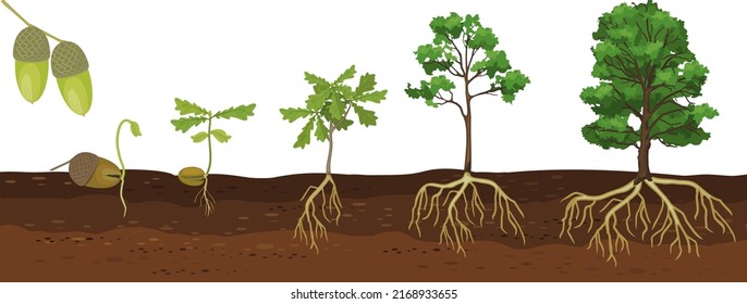 Life cycle of oak tree. Growth stages from acorn and sprout to old tree with root system isolated on white background