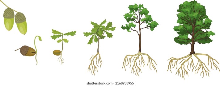 Life cycle of oak tree. Growth stages from acorn and sprout to old tree with root system isolated on white background