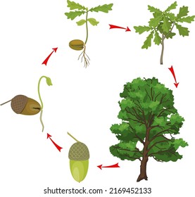 Life Cycle Oak Tree Growth Stages Stock Vector (Royalty Free ...