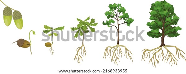 45,234 Oak Grow Images, Stock Photos & Vectors | Shutterstock