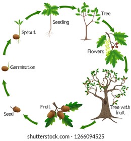 Life Cycle Of A Oak Tree On A White Background.