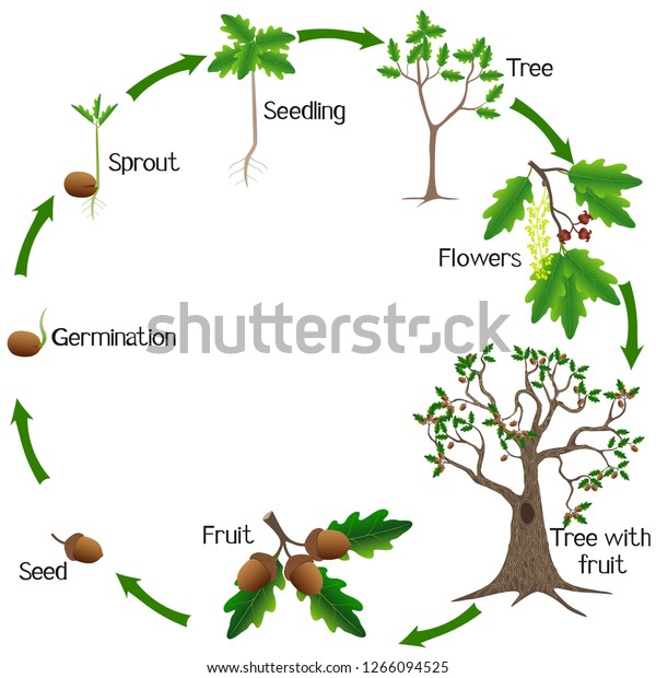 Life Cycle Of Oak Tree