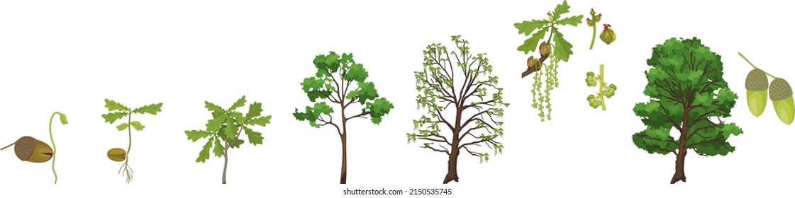 Life cycle of oak tree with phenophases. Growth stages from acorn and sprout to old tree isolated on white background