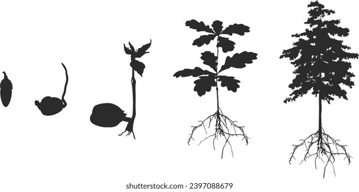 Lebenszyklus der Eiche, Lebenszyklus der Eichenbaumsilhouette, Zyklus der Baumsilhouette, Lebenszyklus der Eiche-Vektorgrafik, Anbau der Eiche Silhouette V02. 