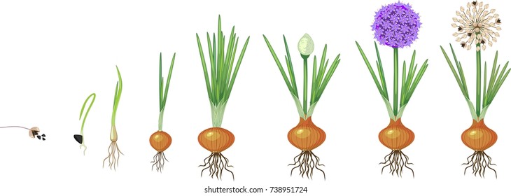 Life cycle of onion. Onion growth stages from seeding to flowering and fruit-bearing plant