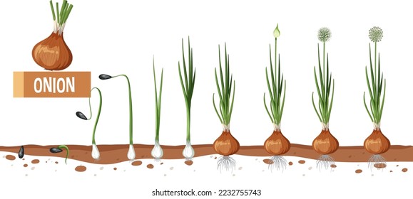 Life cycle of onion plant diagram illustration