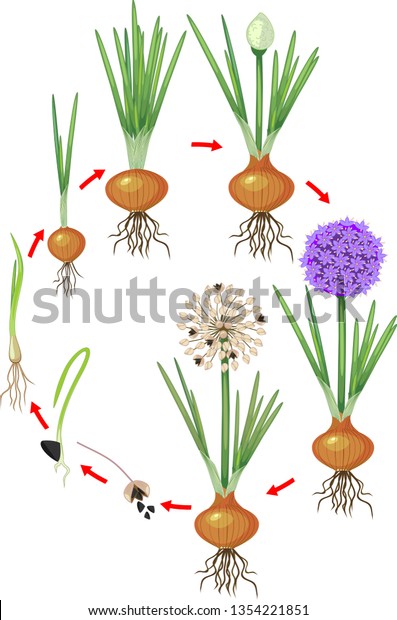 Life Cycle Onion Plant Onion Growth Stock Vector Royalty Free 1354221851