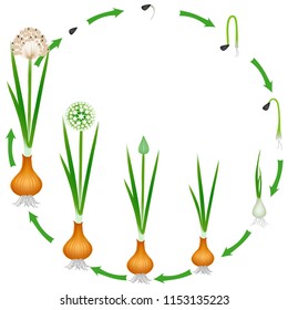 Life cycle of a onion plant on a white background.