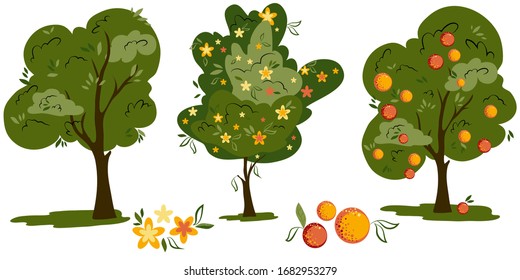 Life cycle of orange tree.