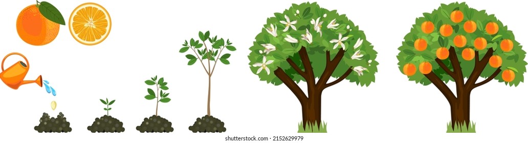 Life cycle of orange tree isolated on white background. Plant growing from seed to orange tree with ripe fruits