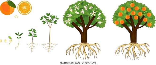 Life cycle of orange tree isolated on white background. Plant growing from seed to orange tree with ripe fruits and root system