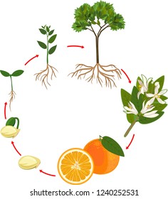 Life cycle of orange tree. Plant growth stage