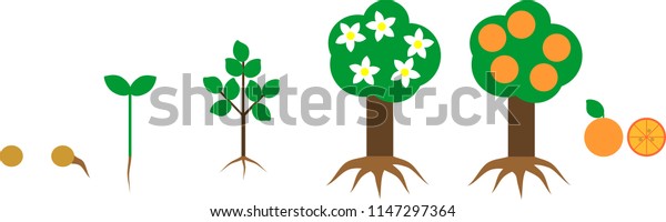Life Cycle Orange Tree Root System 1147297364 life-cycle-orange-tree-root-system-1147297364