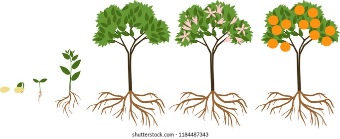 Life cycle of orange tree. Stages of growth from seed and sprout to adult plant with fruits