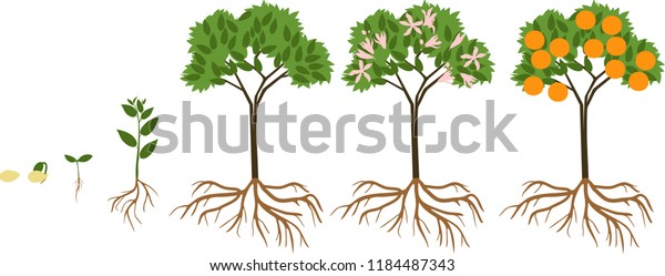 Life Cycle Orange Tree Stages Growth 스톡 벡터(로열티 프리) 1184487343 ...