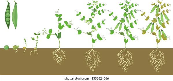 Life cycle of pea plant with root system. Stages of pea growth from seed and sprout to adult plant with fruits