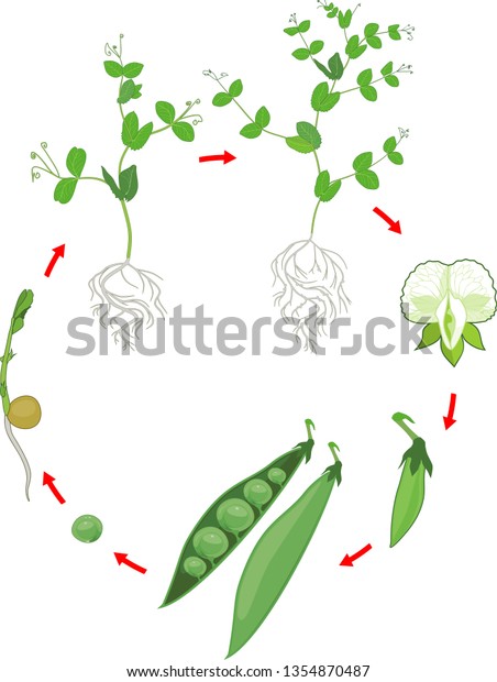 Life Cycle Pea Plant Root System Stock Vector (royalty Free) 1354870487 