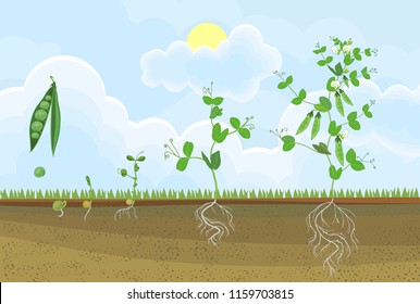 505 Beans life cycle Images, Stock Photos & Vectors | Shutterstock