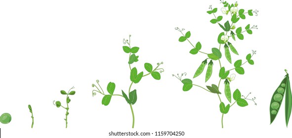 Life cycle of pea plant. Stages of pea growth from seed and sprout to adult plant with fruits