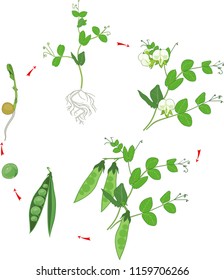 Life cycle of pea plant. Stages of pea growth from seed and sprout to adult plant with fruits