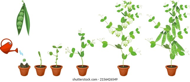 505 Beans life cycle Images, Stock Photos & Vectors | Shutterstock