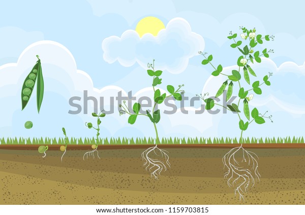 Life Cycle Pea Plant Stages Pea Stock Vector (Royalty Free) 1159703815 ...