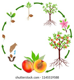 Life cycle of a peach plant on a white background.