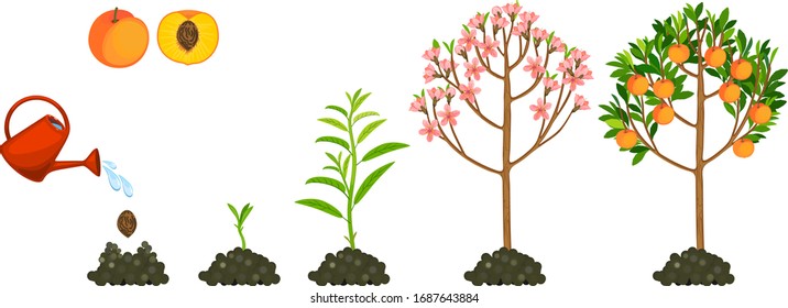 Life cycle of peach tree isolated on white background. Plant growing from seed to peach tree with ripe fruits